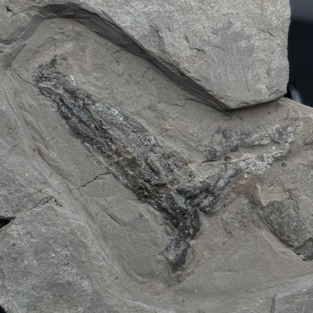 Rare Jurassic fossil squid Rhomboteuthis - La Voulte-sur-Rhône France - 10 cm