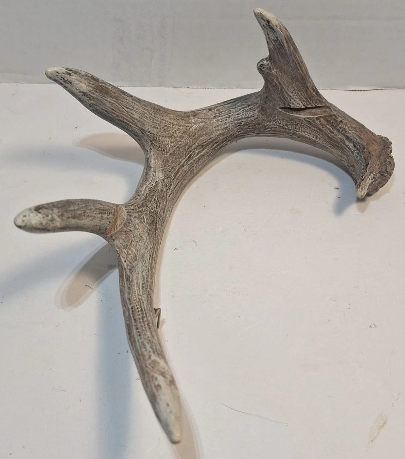 6 Point Deer Antler Wall Mount Antler Decor