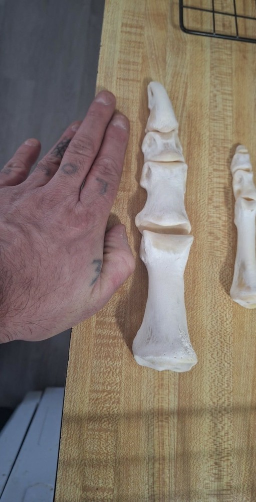 Real Ostrich Foot Bone Uncommon