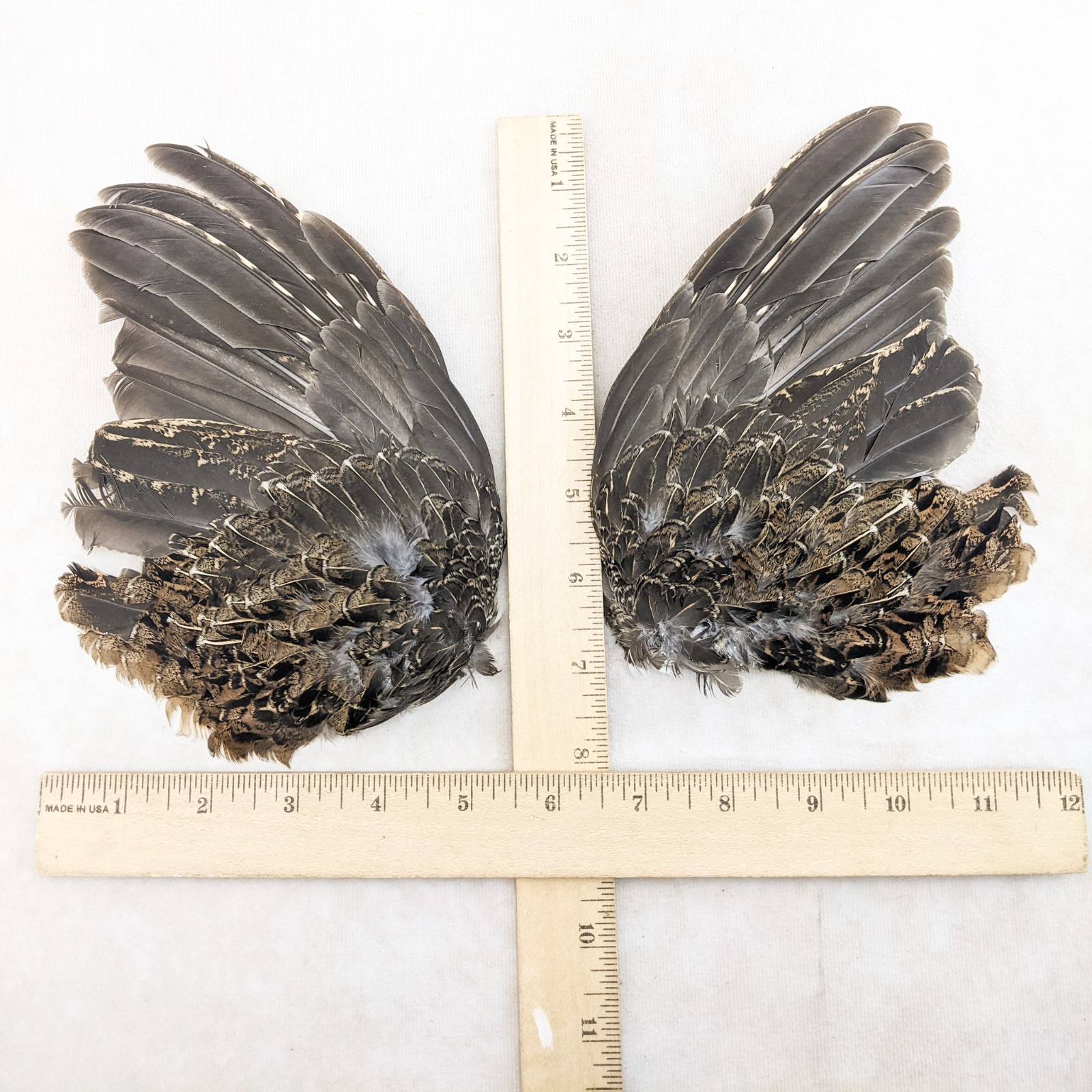 Grouse Wings Pair Feather smudge oddities Decorative Curiosities craft gift