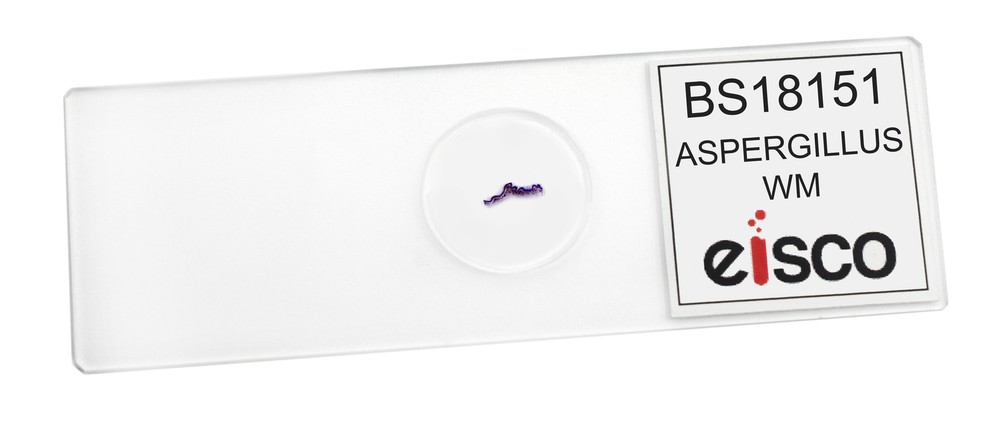 Aspergillus (Brown Mold) - Prepared Microscope Slide - 75x25mm - Eisco Labs