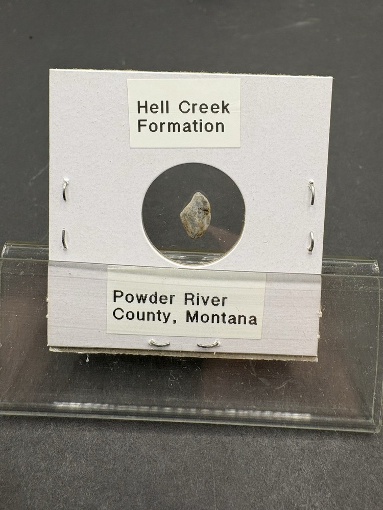 (12)- Mixed Location Micro Fossils- Miocene, Oligocene, Eocene, Cretaceous
