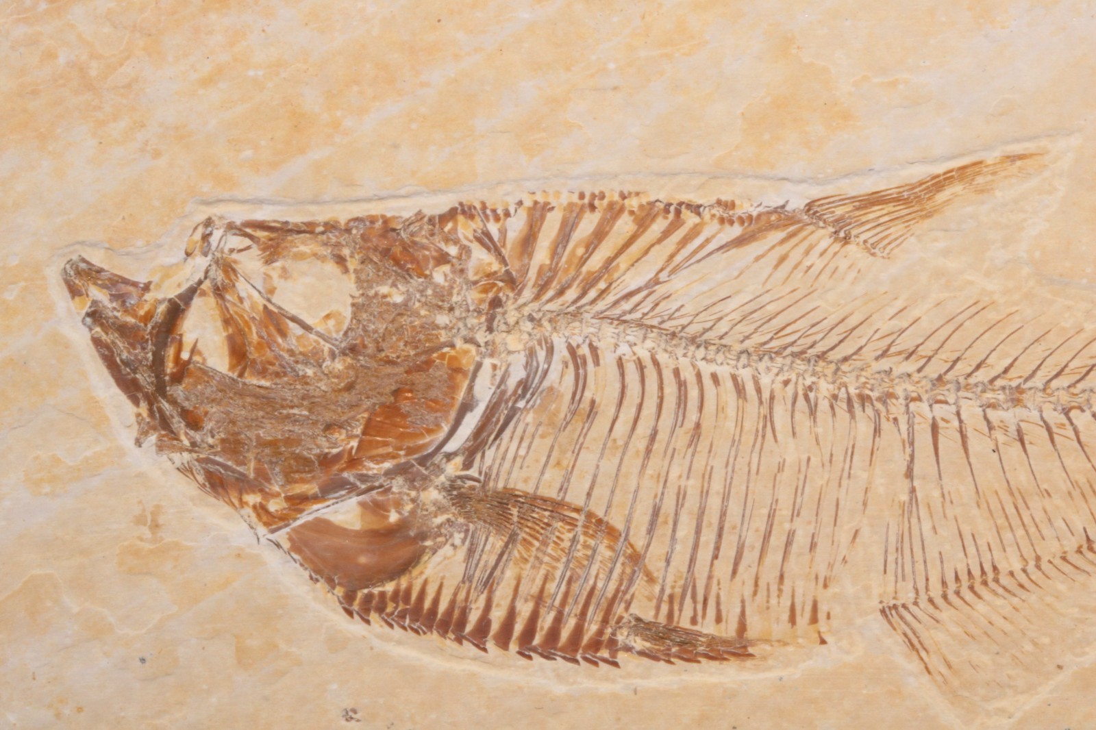 3.7" Diplomystus Fossil Fish Fossil Lake Green River Fm Wyoming COA 11881