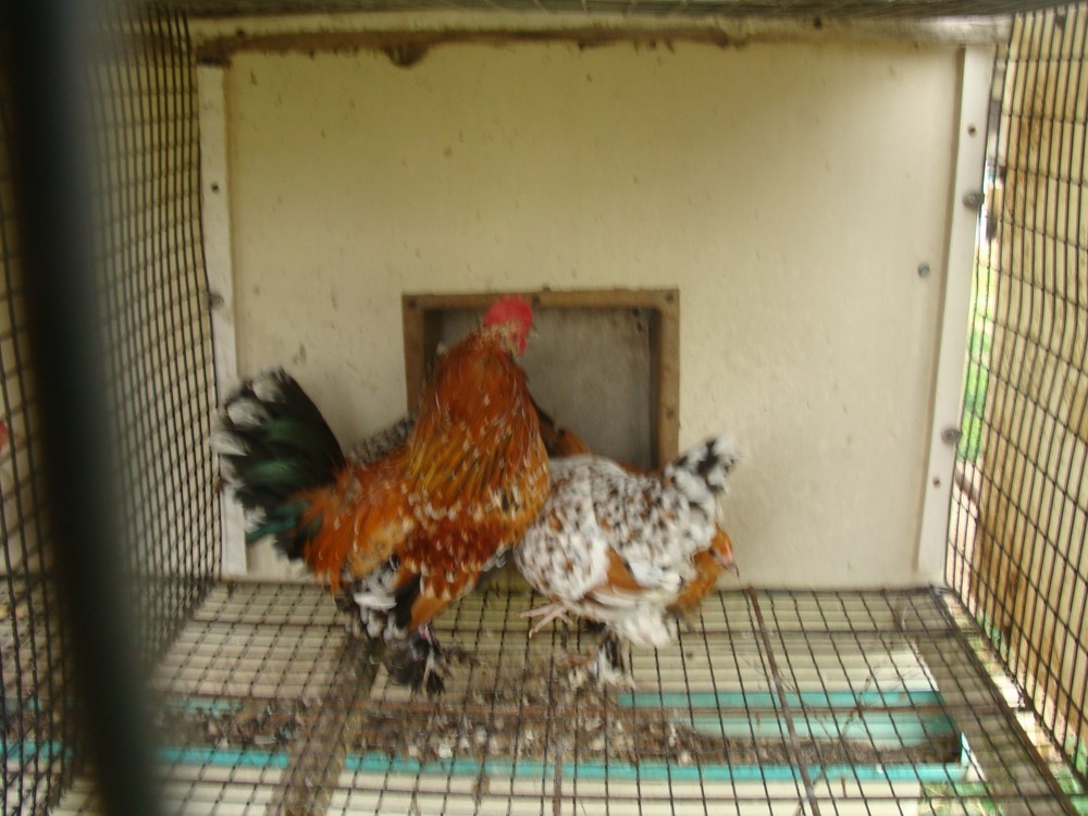6+ MILLE FLEUR D'UCCLE BANTAM HATCHING EGGS