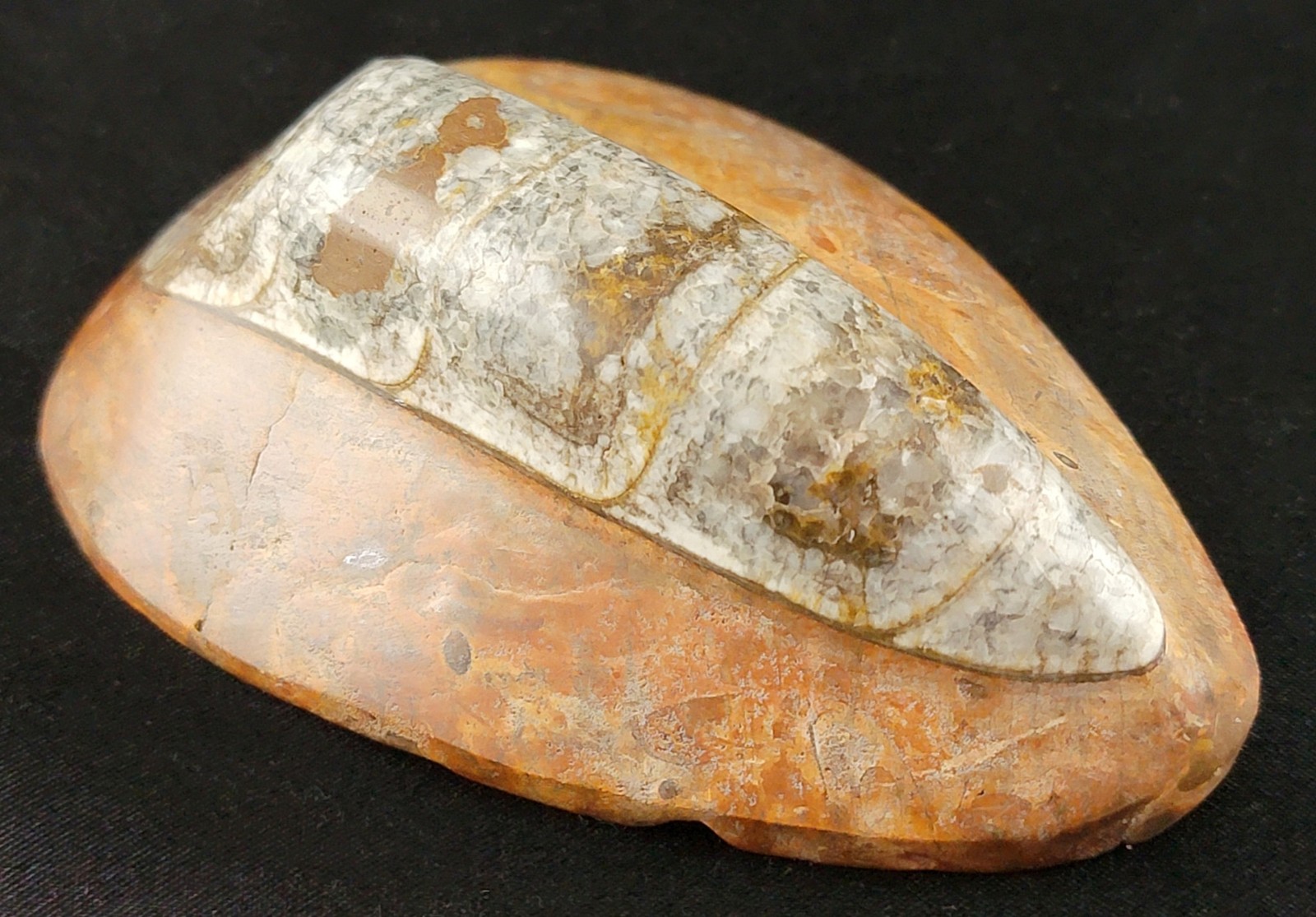 Vintage Ancient Orthoceras Squid Shell Fossil Morocco Approx 3.5" & 4.5" Lot of