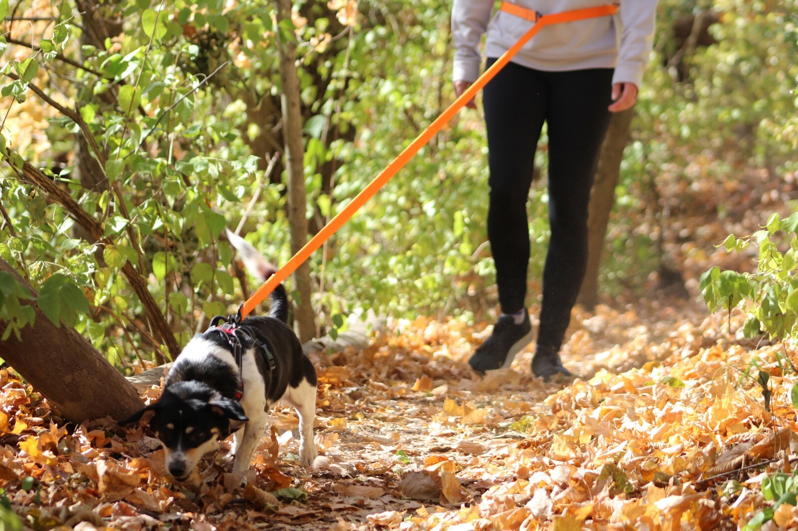 Hands Free Running Walking Dog Leash/Lead Bungee Orange Stretch