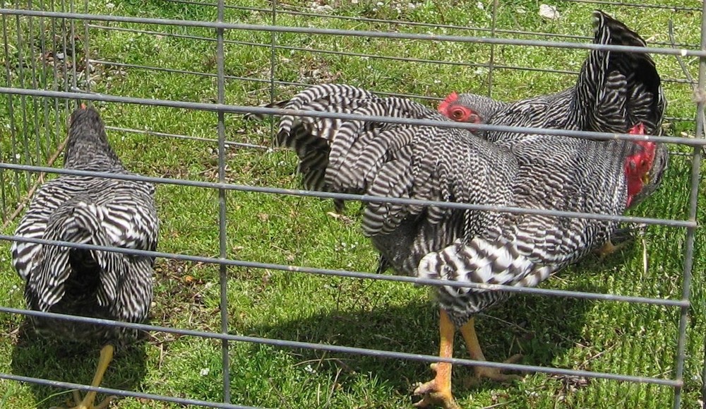 10 Bantam Barred Rock Hatching Eggs