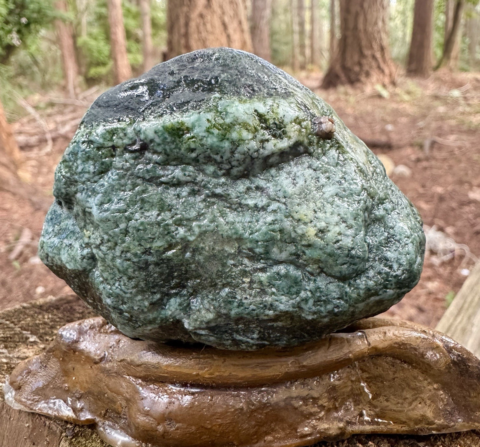 Fossil Fish Teeth & Vertebrae - 192g High-Grade Mineralization - WA ,
