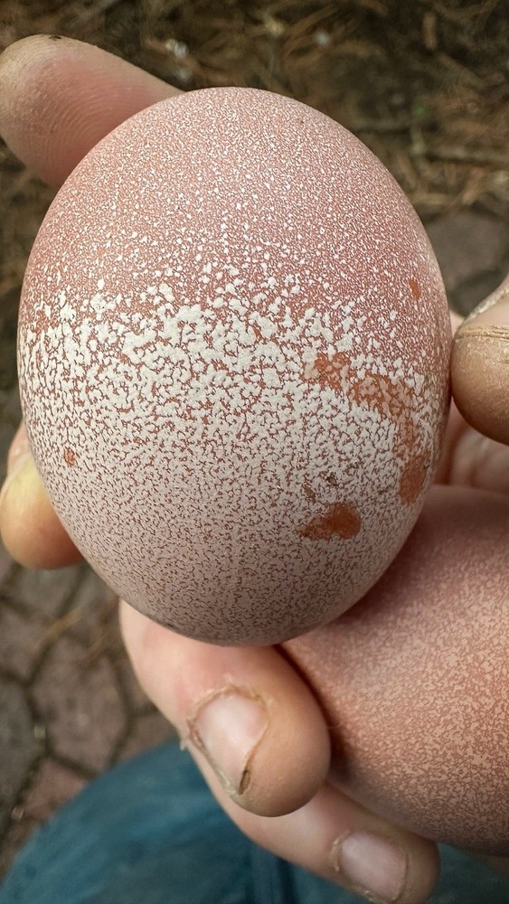 Rustic Galaxy Speckled & Bloomed Barnyard Mix Farm Eggs (12+)