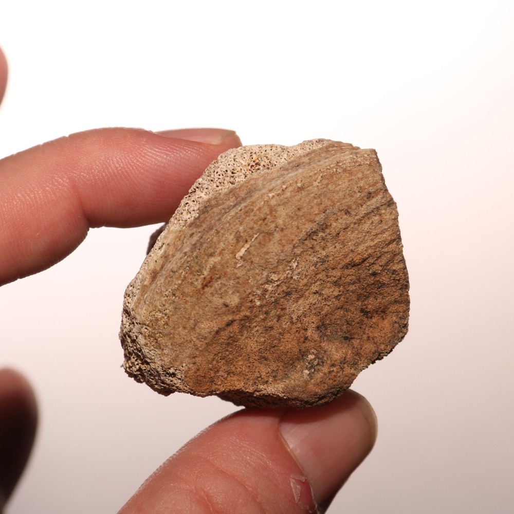 Dinosaur Vertebrae Partial Great Texture - CRETACEOUS Hell Creek Formation NICE