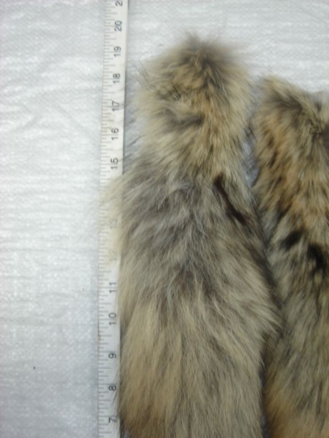 #1 Quality XL Tanned Western Coyote Tails/Crafts/Real USA Fur Tail/Harley parts
