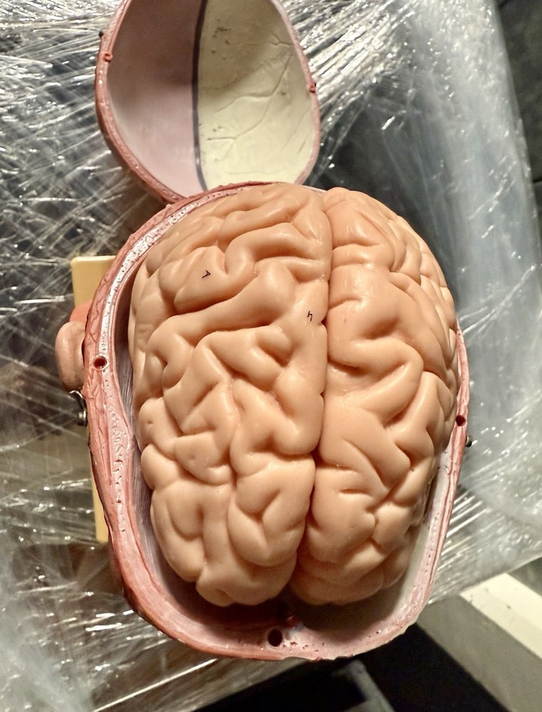 Head Model with Muscles & Vessels