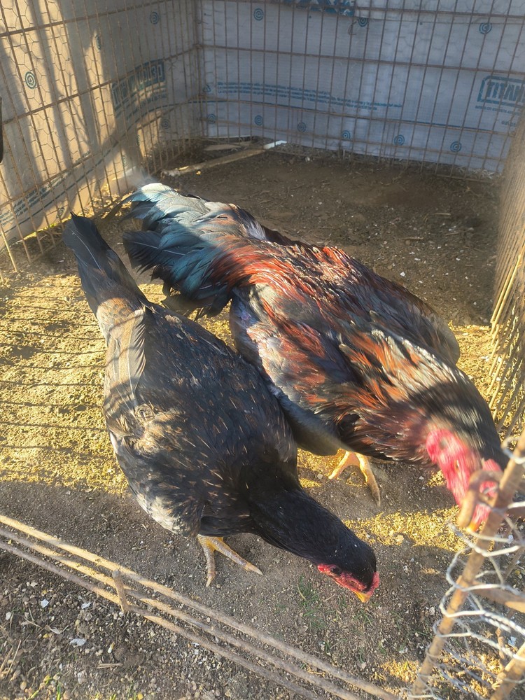 6 BoilPure Hatching Eggs