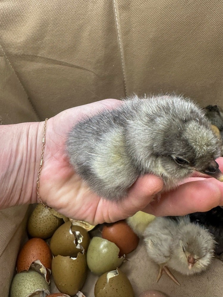 Rustic Galaxy Speckled & Bloomed Barnyard Mix Farm Eggs (12+)