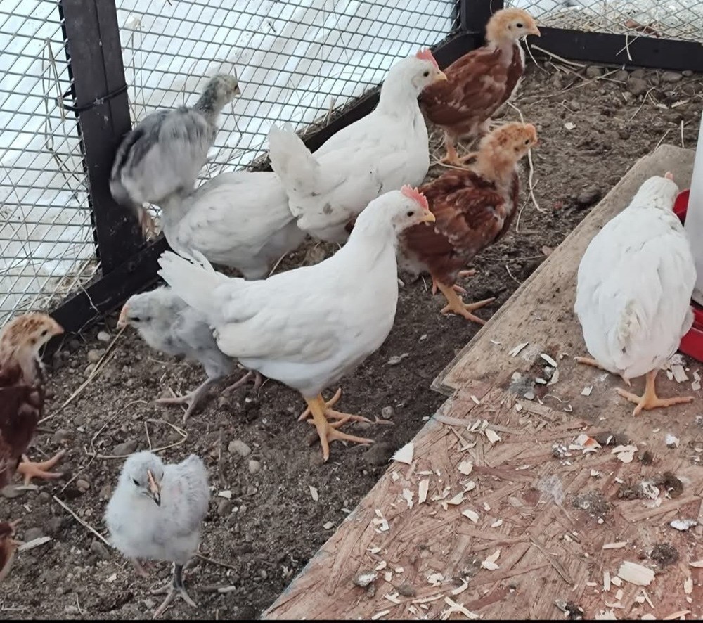 6+ Purebred White Leghorn Chicken Hatching Eggs
