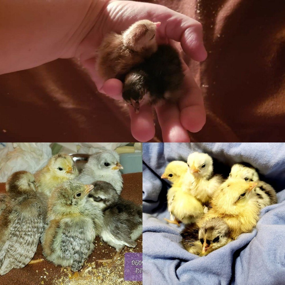 4+2 Extra🐣 💯 PURE Serama Hatching Eggs ❣ **assortment (Hen's Choice)***￼