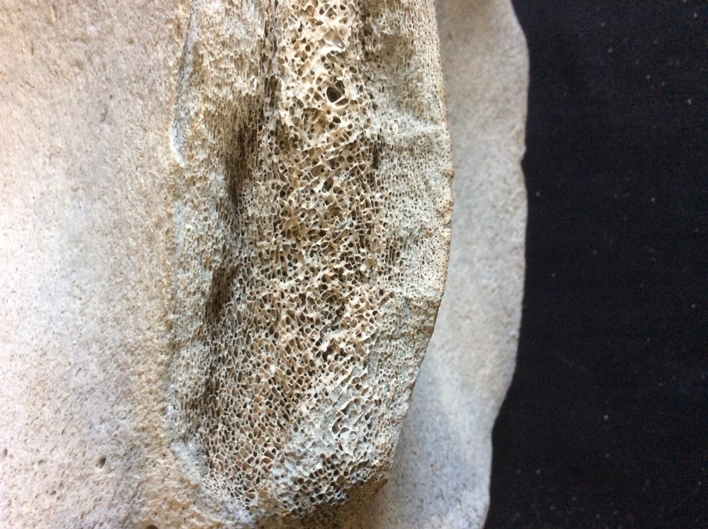 ANTIQUE AUTHENTIC FOSSILIZED H. B. WHALE VERTEBRE & INTERVERTEBAL DISCS