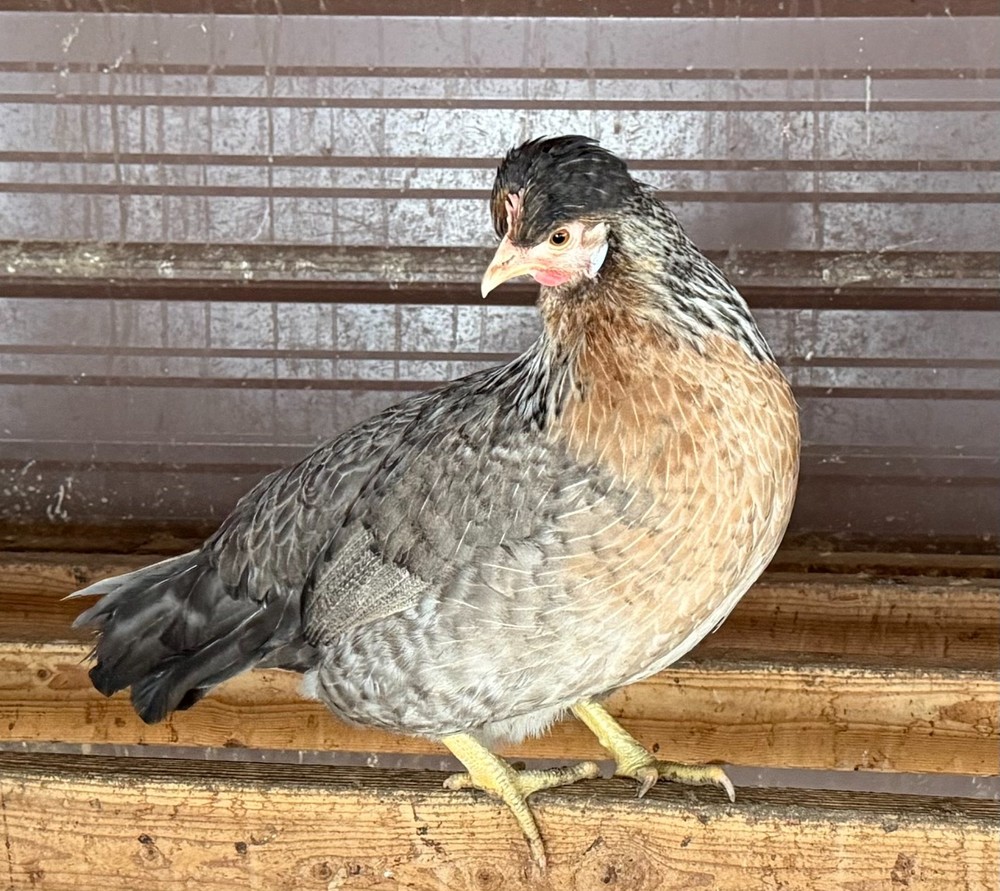 12 Cream Legbar Hatching Eggs