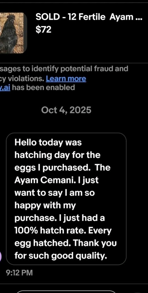 Ayam Cemani 12 Hatching Eggs – Fresh Fertile – Shipped 1–2 Days Old