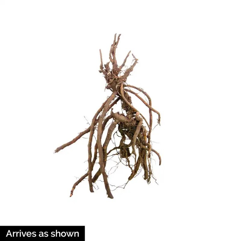 Hardy Geranium Johnson's Blue 1 Root