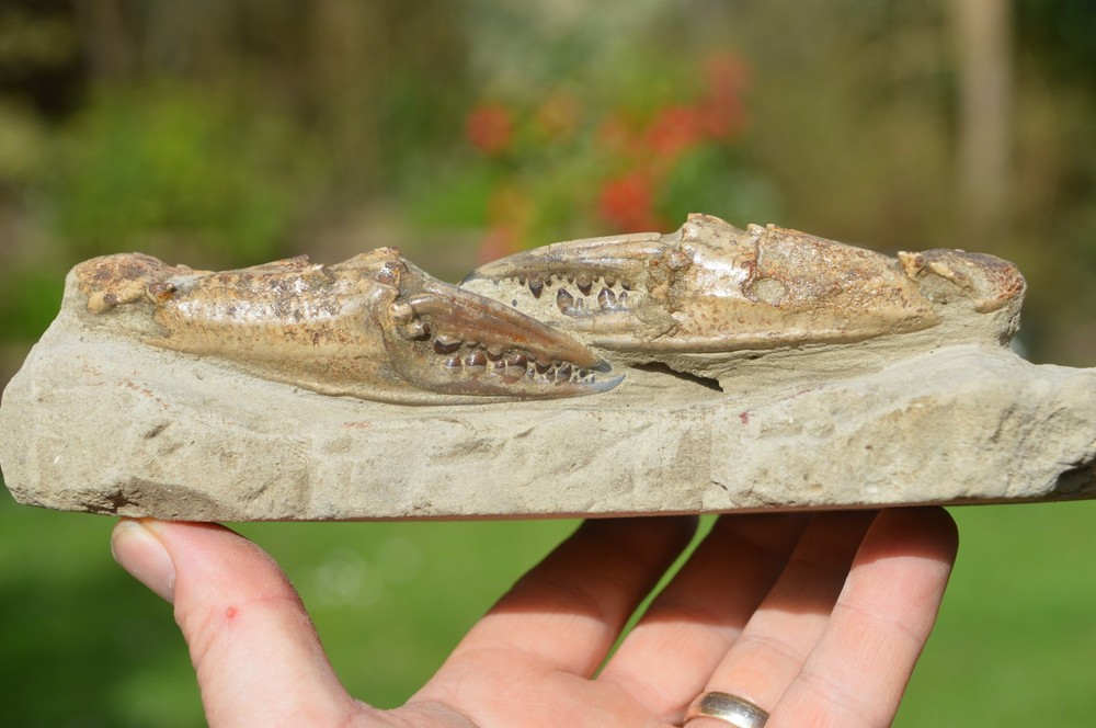 HUGE, MASSIVE RARE FOSSIL CRAB FROM JAVA, INDONESIA , BEST VALUE ANYWHERE! #14