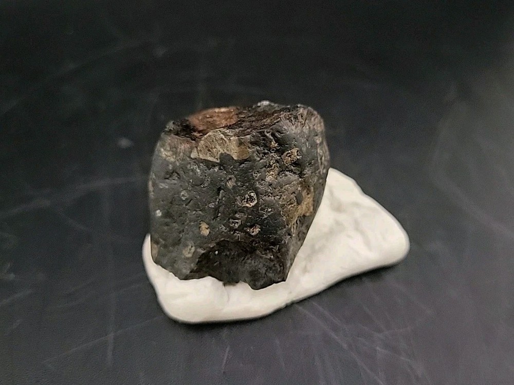 Fossil Dinosaur Tooth Unknown Species