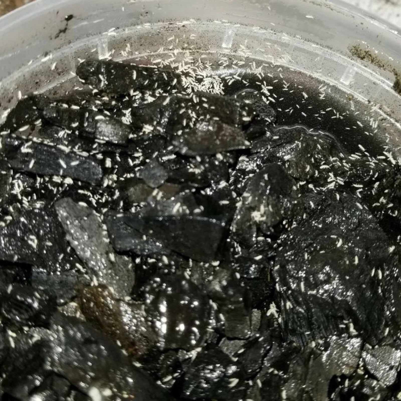 Springtails for Terrarium / 8oz | FREE SHIPPING LIVE ARRIVAL GUARANTEED