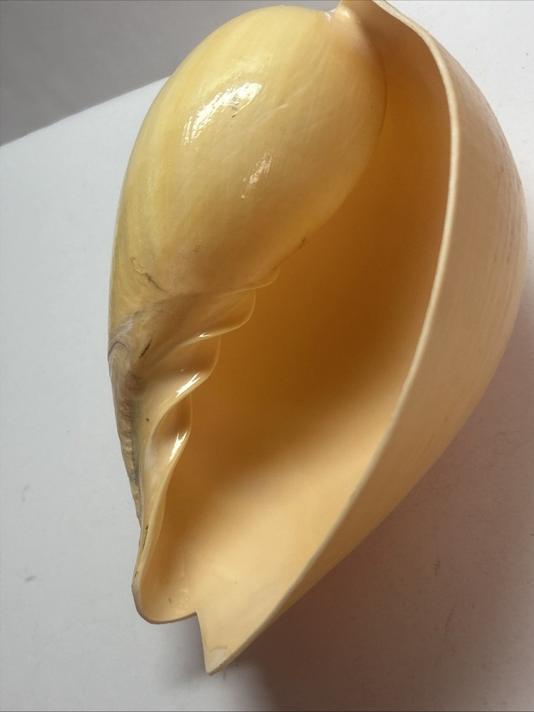 Unique Yellow Huge Melon Seashell Extra Large Decorative Shell 9"