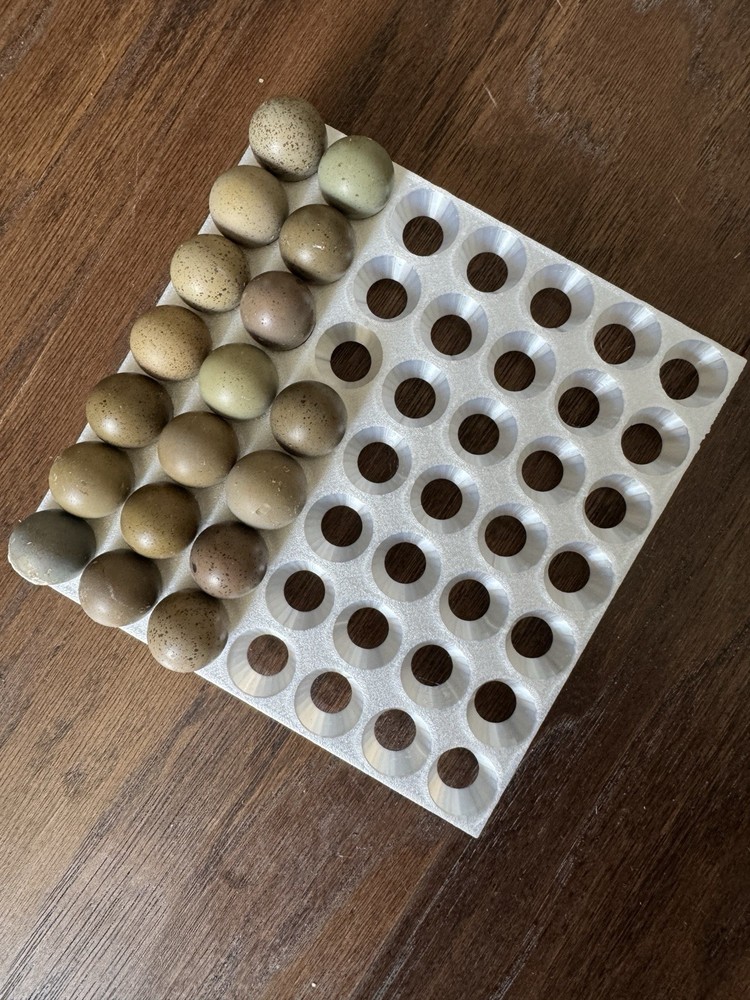 2 Dozen 24+, BUTTON QUAIL Hatching Eggs