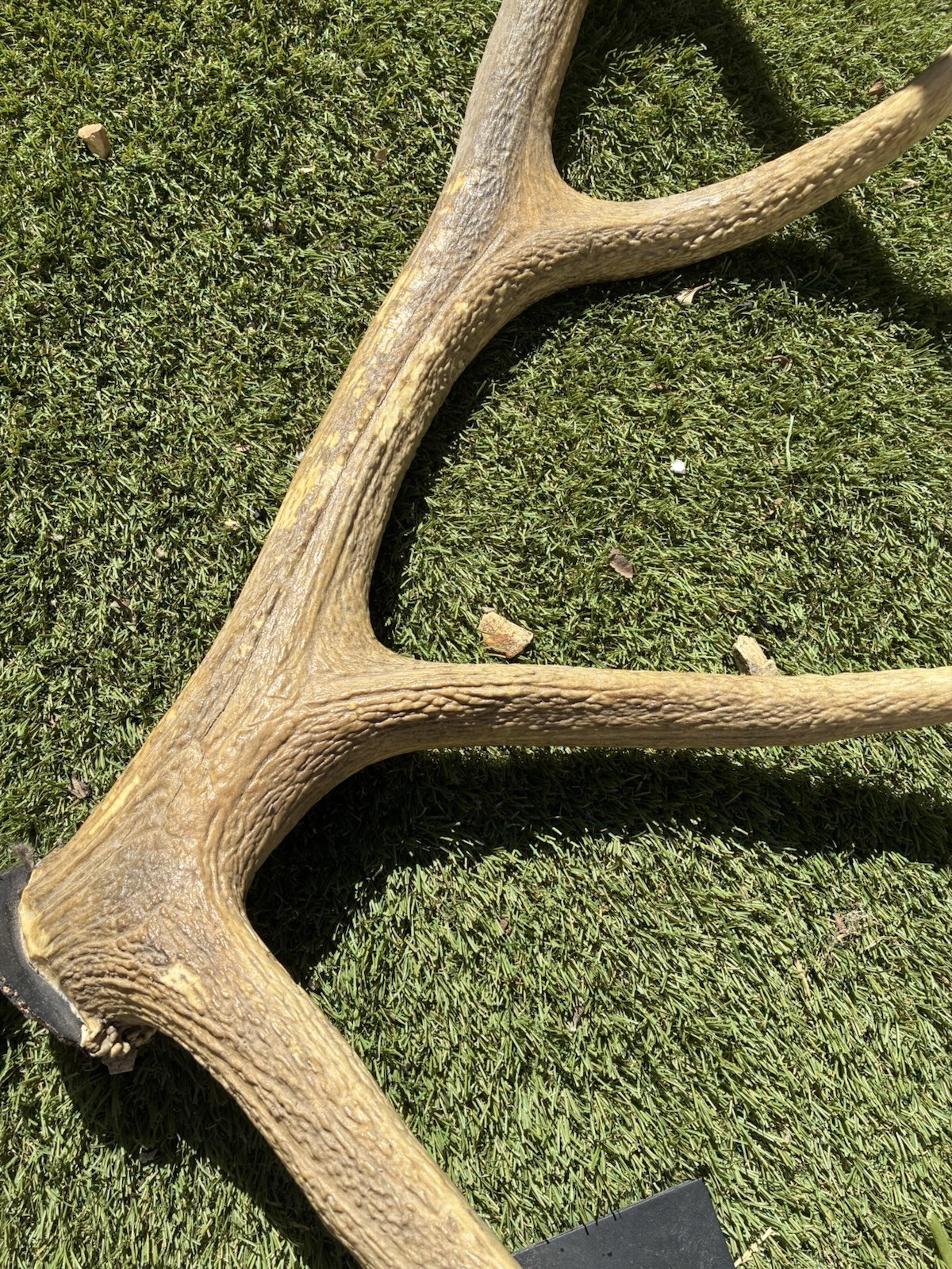 Large Set Of 6x6 Elk Sheds ~ Elk Antlers ~ Mounted Removable