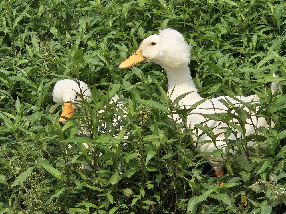 6 White Crested Duck Hatching Eggs