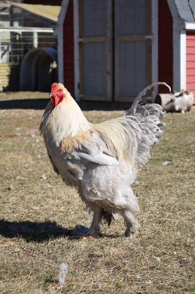 12+ Isabel Large Breed Brahma Hatching Eggs