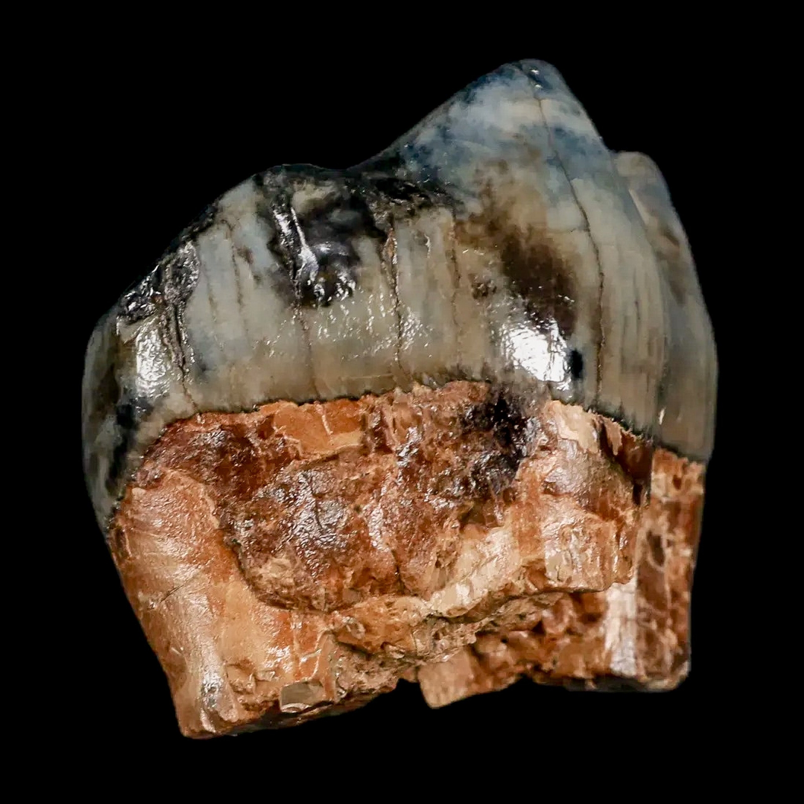 2.2" Rare Deinotherium Giganteum Fossil Tooth Miocene Deinothere Gracanica