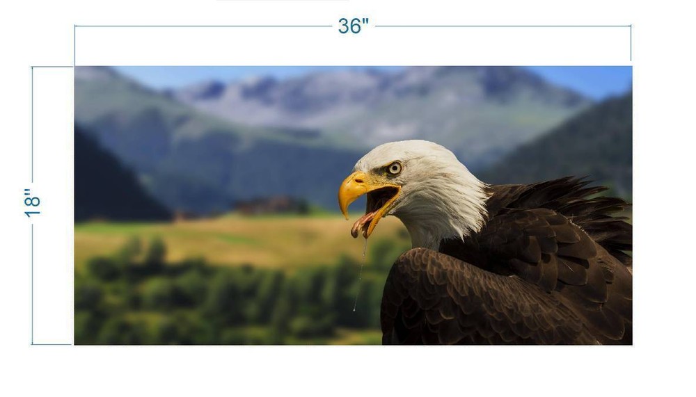 Drooling Bald Eagle Polyester Fish Tank Glass Back Drop Aquarium Background New