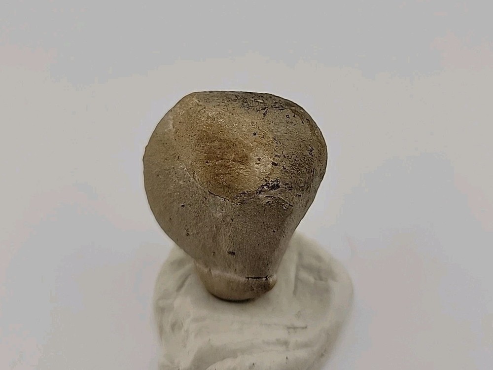 Egg Fossil Permineralized Snake 🐍
