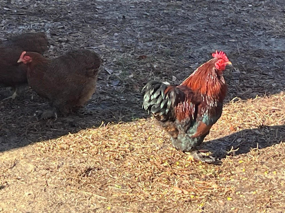12 + 2 Double Laced Partridge Bantam Cochin Hatching Eggs
