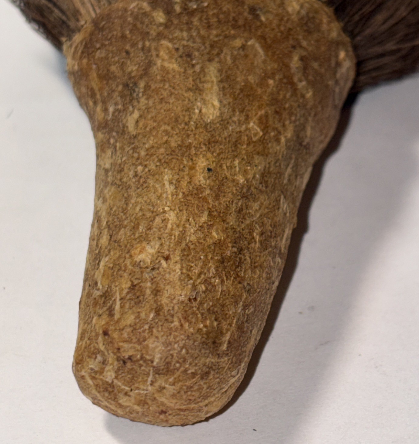 CHUKCHANSI OR MIWOK NATIVE AMERICAN SOAPROOT BRUSH 4”