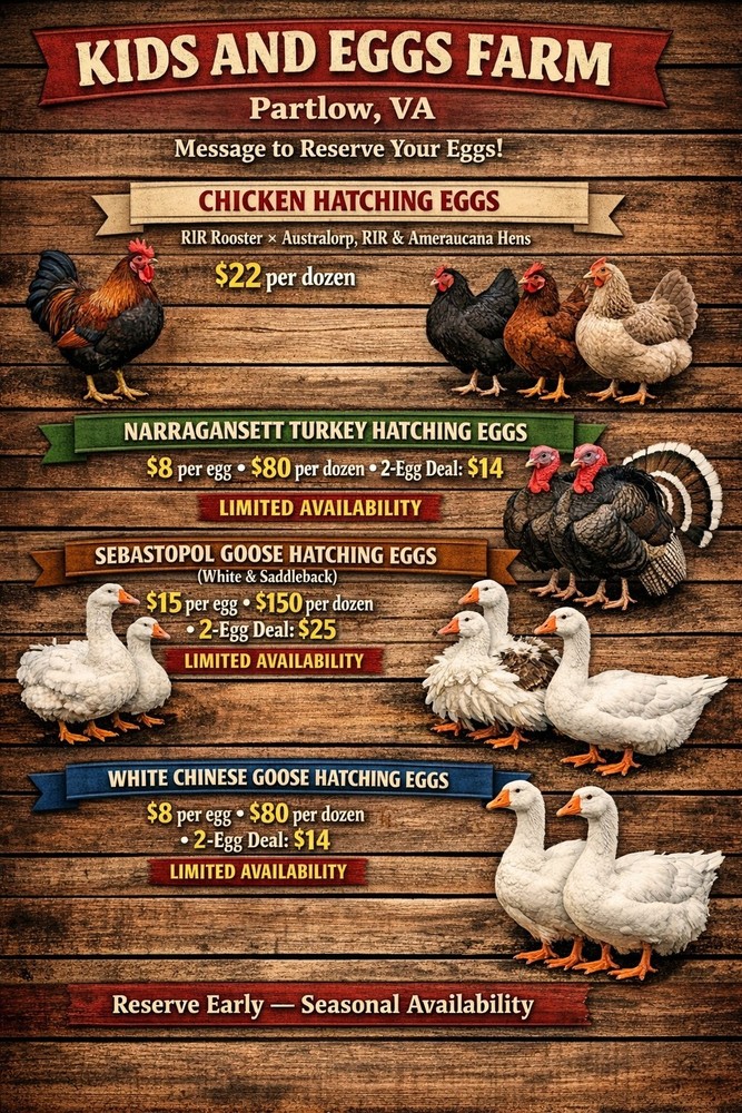 2- Sebastapol Goose Hatching Eggs ~ Now Shipping