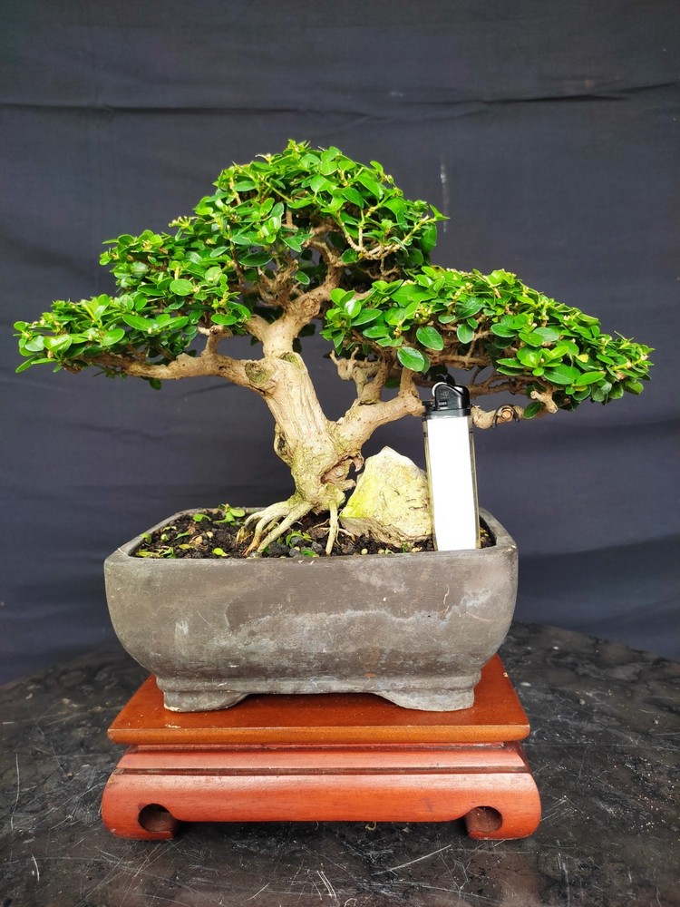 Tree Premna Microphylla Living Tree Bonsai Tree