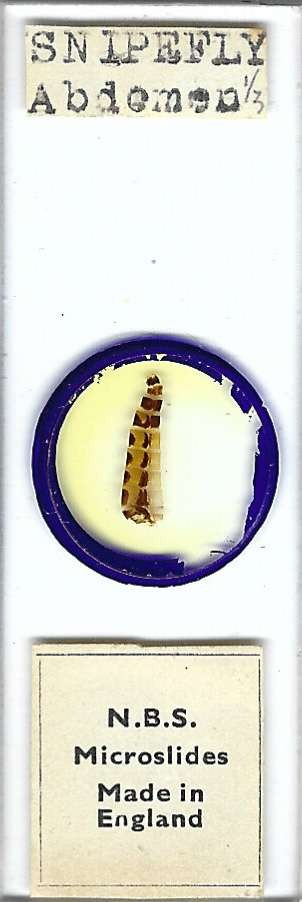 Snipe Fly Abdomen Microscope Slide by N.B.S.