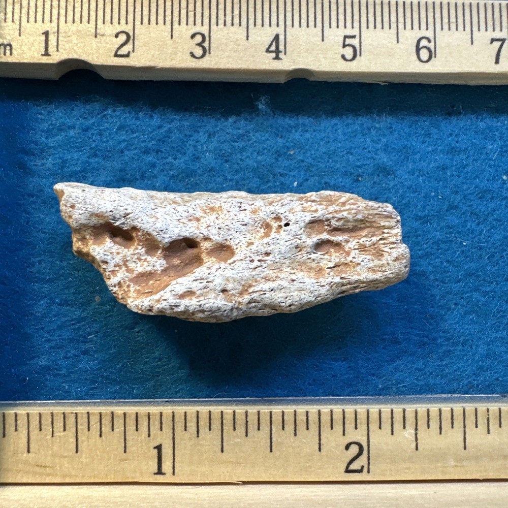 Spinosaurus Extinct Dinosaur Bone Fossil in Display Case