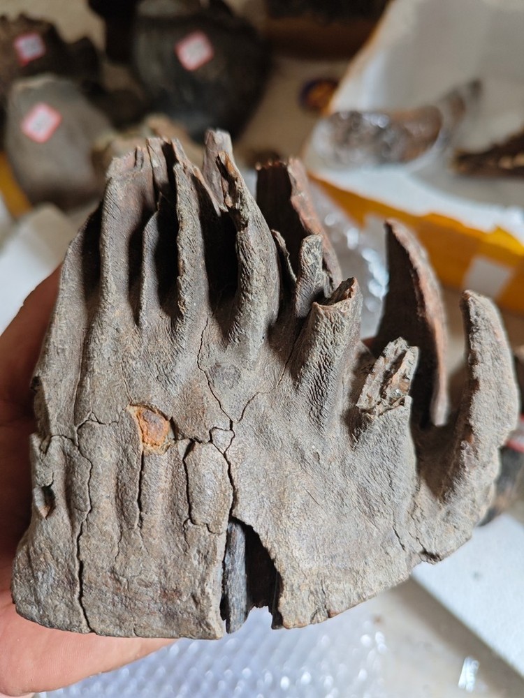 Exquisite fossilized teeth from the Ice Age - Ancient fossil specimens