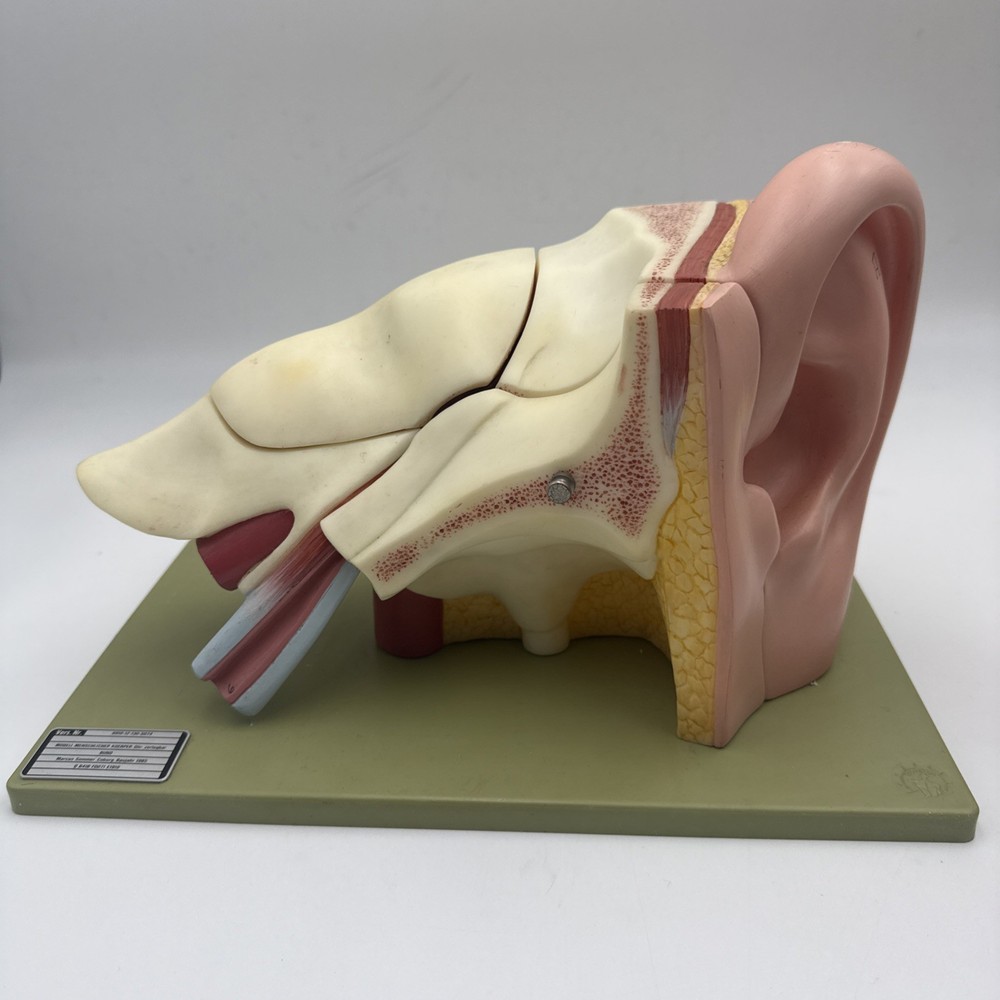 Somso DS5 Ear Anatomical Model - Hearing Inner Ear