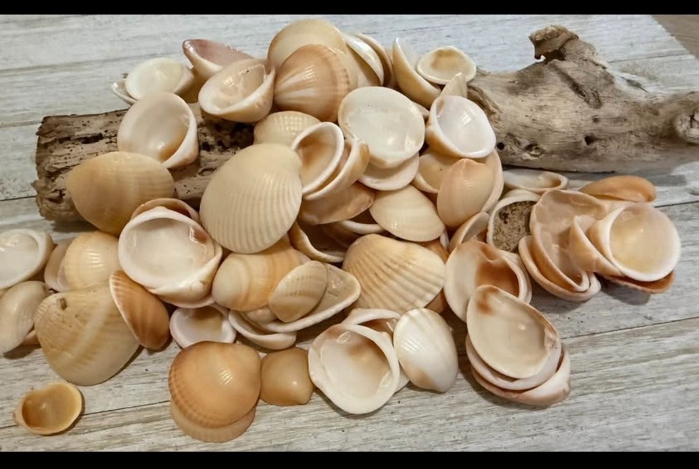 Sea Shells from Southeast Florida Coast
