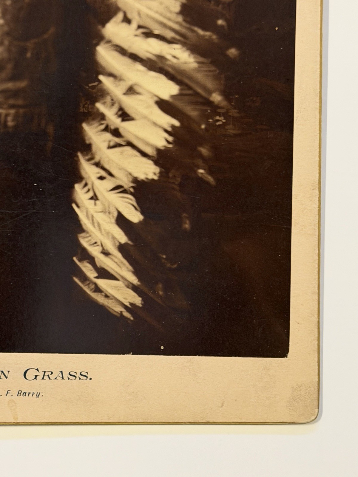 Antique Native American Indian Albumen Print "Chief John Grass" By: D. F. Barry