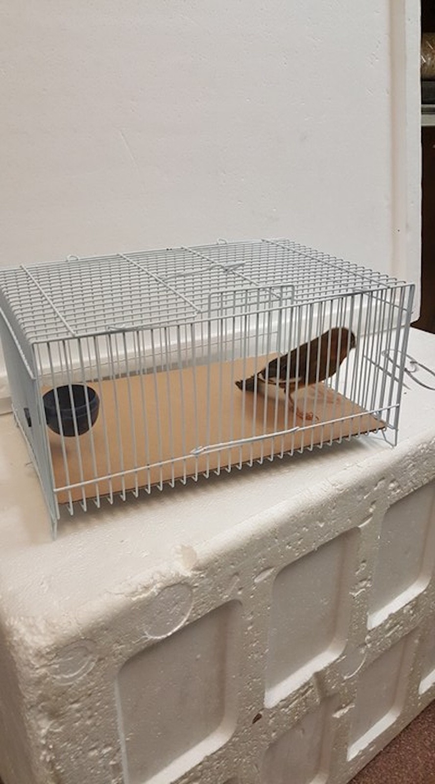 Small Animal Metal Wire Cage for Transport *ONLY White COLOR*