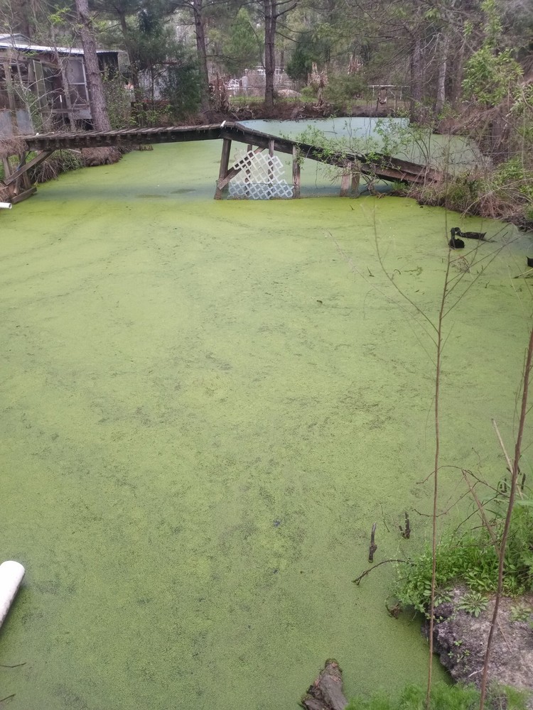 5 pounds, Duckweed- Super LARGE Quantity