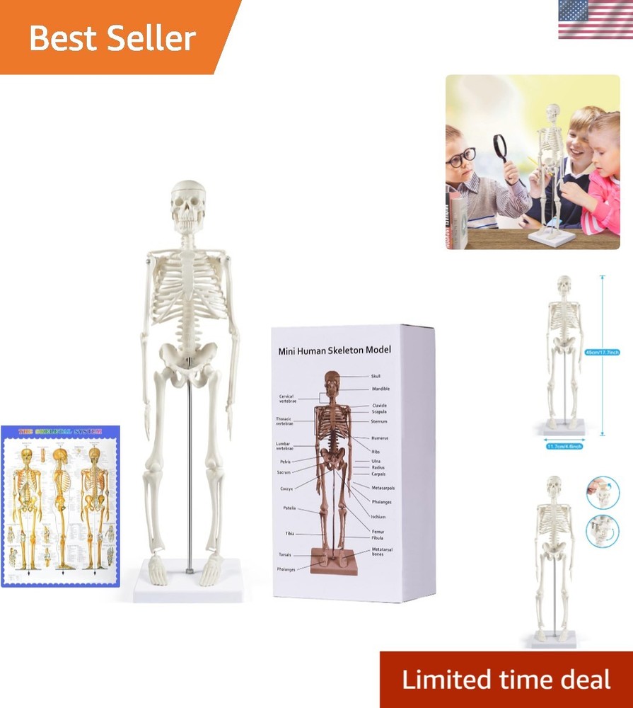 Compact 17.7” Mini Human Skeleton Model - Perfect for Study Decor & Learning