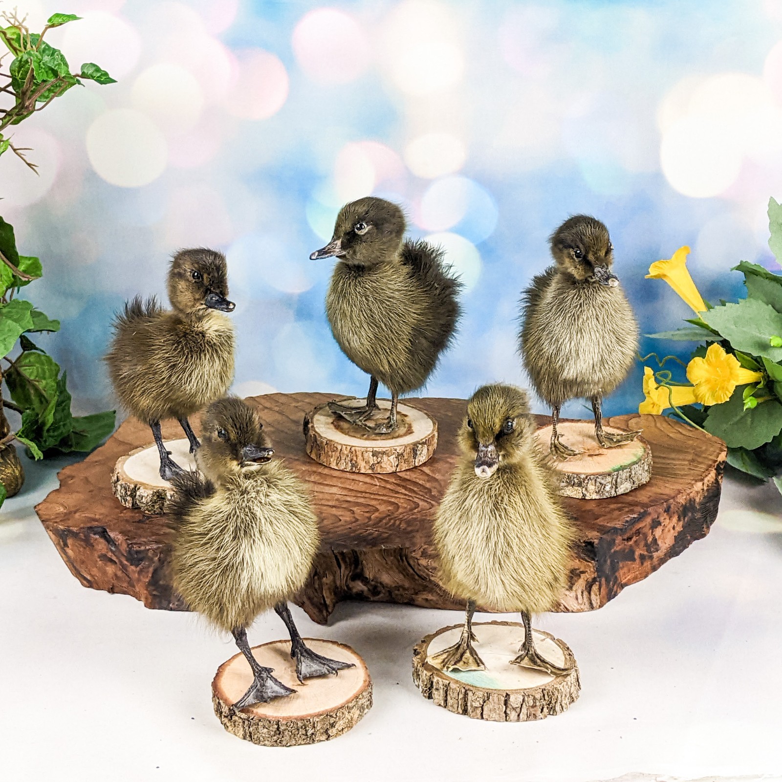 Domestic Duck (NATURAL DEATH) on wood standing Baby Duck taxidermy oddities