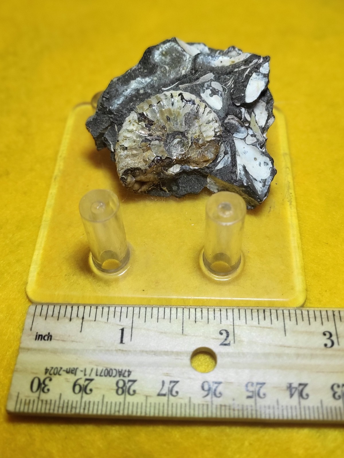 Fossil Scaphite Ammonite Pierre Shale, Todd Co., South Dakota